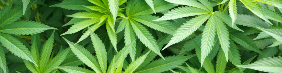 Cannabis Law Cannabis Law
